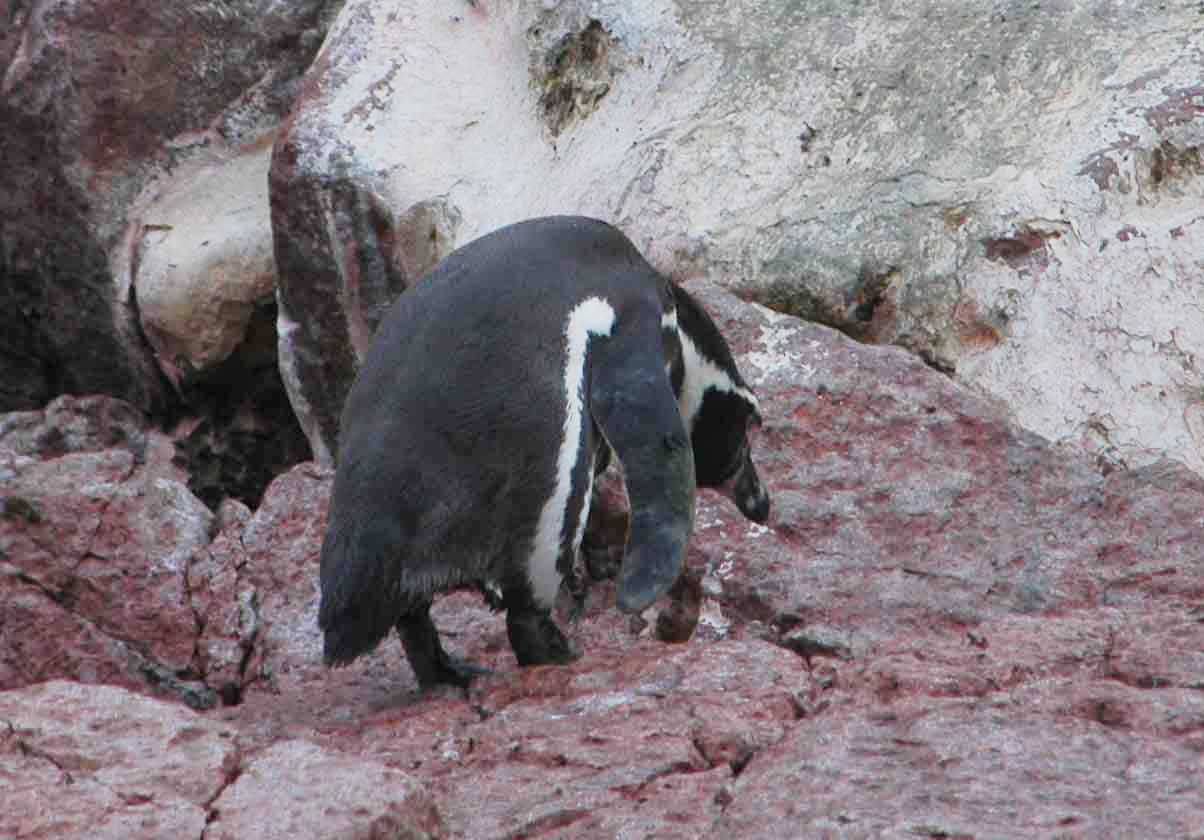Pingüino de Humbolt - islas Ballestas - Perú 2.jpg